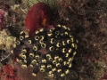 DPP_1003