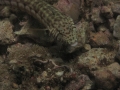 DPP_1007