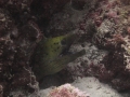 DPP_1011