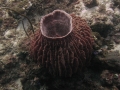 DPP_1012