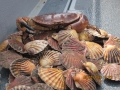IMG_7710